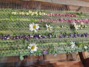 Daukstu pagasta ciemu diena Staros 2025